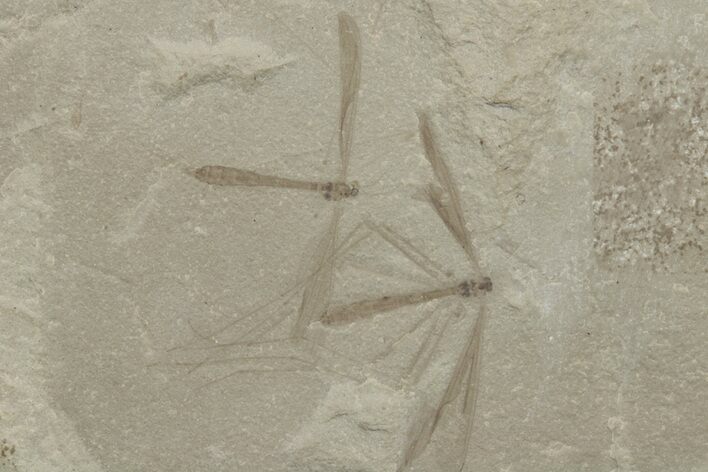 Two Fossil Leaves with Detailed Crane Flies - Green River Formation #213333